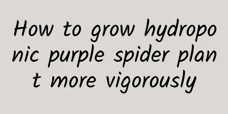 How to grow hydroponic purple spider plant more vigorously