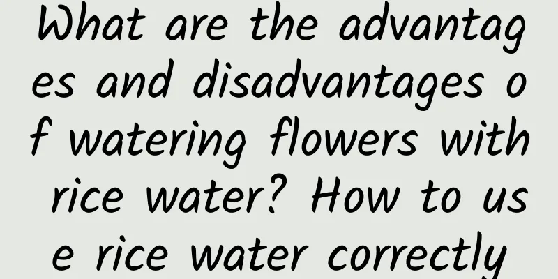 What are the advantages and disadvantages of watering flowers with rice water? How to use rice water correctly