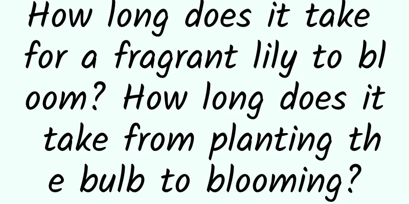 How long does it take for a fragrant lily to bloom? How long does it take from planting the bulb to blooming?