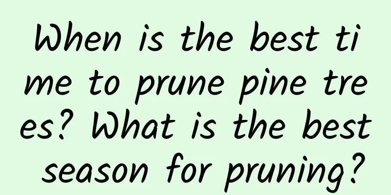 When is the best time to prune pine trees? What is the best season for pruning?