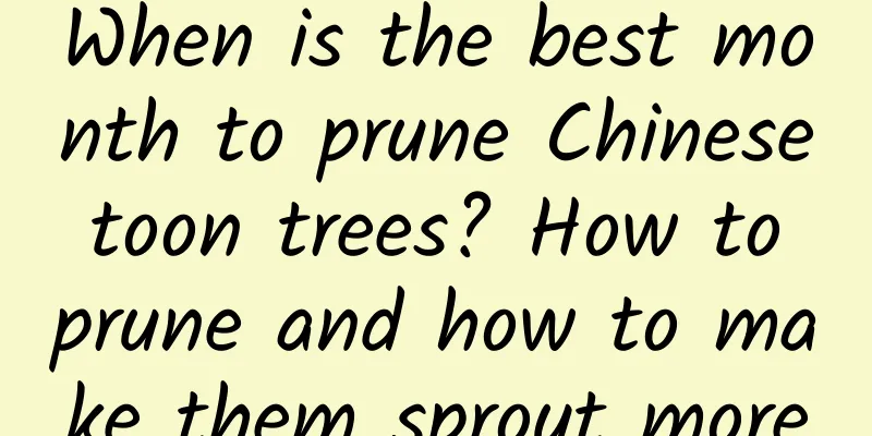 When is the best month to prune Chinese toon trees? How to prune and how to make them sprout more