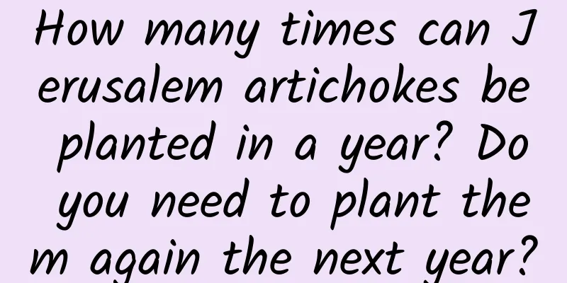 How many times can Jerusalem artichokes be planted in a year? Do you need to plant them again the next year?