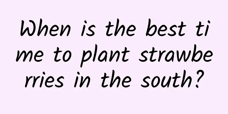 When is the best time to plant strawberries in the south?