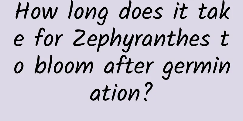 How long does it take for Zephyranthes to bloom after germination?