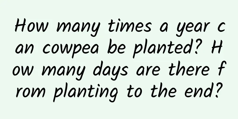 How many times a year can cowpea be planted? How many days are there from planting to the end?