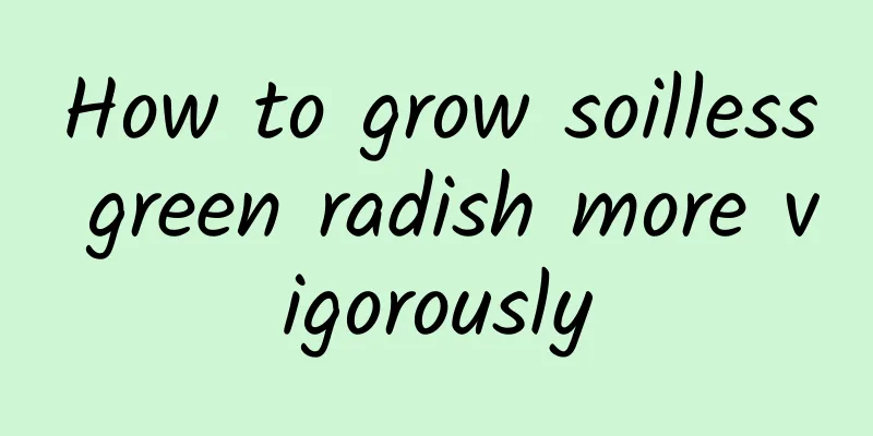 How to grow soilless green radish more vigorously