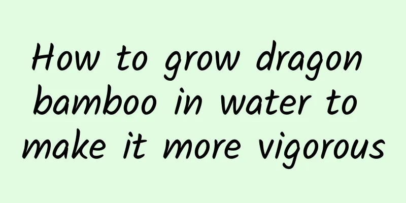 How to grow dragon bamboo in water to make it more vigorous
