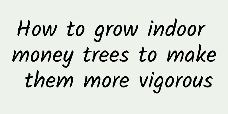 How to grow indoor money trees to make them more vigorous