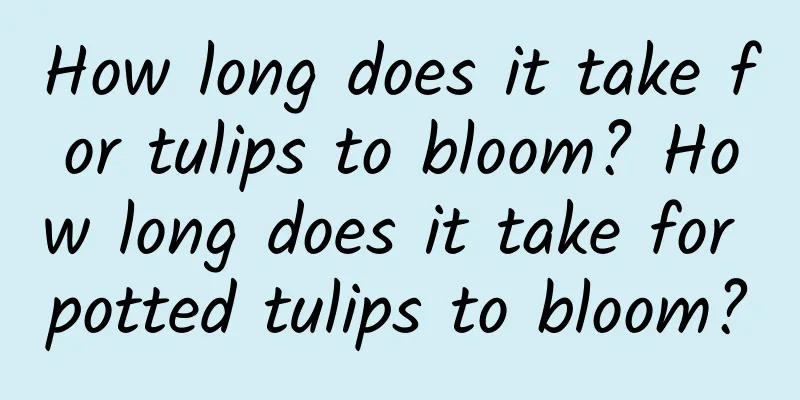 How long does it take for tulips to bloom? How long does it take for potted tulips to bloom?