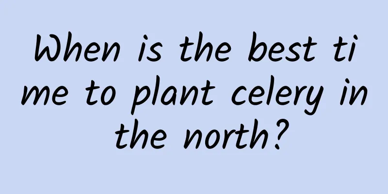 When is the best time to plant celery in the north?