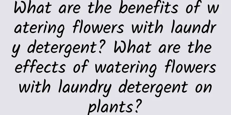 What are the benefits of watering flowers with laundry detergent? What are the effects of watering flowers with laundry detergent on plants?