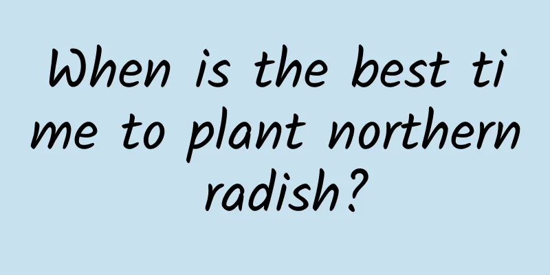 When is the best time to plant northern radish?