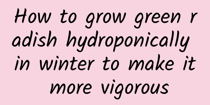 How to grow green radish hydroponically in winter to make it more vigorous