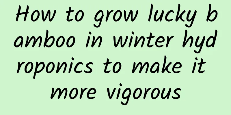 How to grow lucky bamboo in winter hydroponics to make it more vigorous