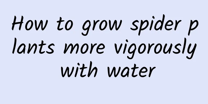 How to grow spider plants more vigorously with water