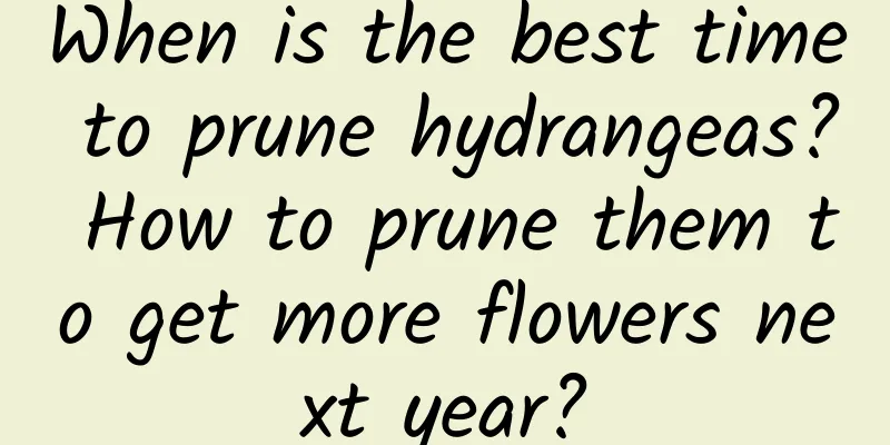 When is the best time to prune hydrangeas? How to prune them to get more flowers next year?