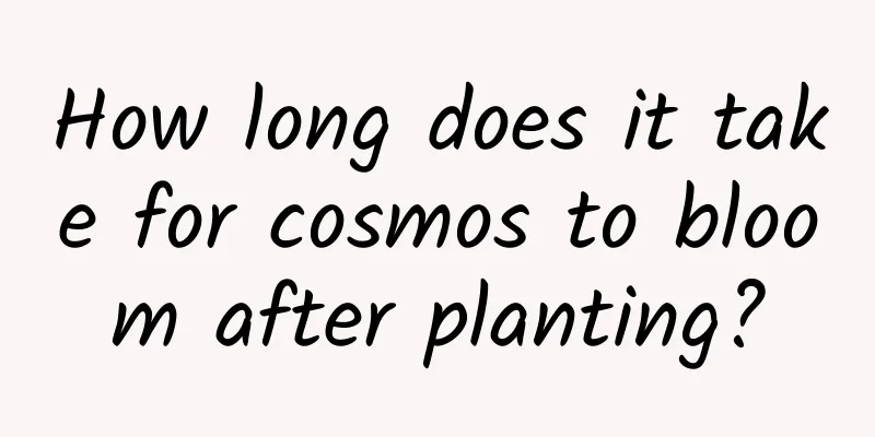 How long does it take for cosmos to bloom after planting?