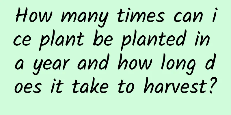 How many times can ice plant be planted in a year and how long does it take to harvest?