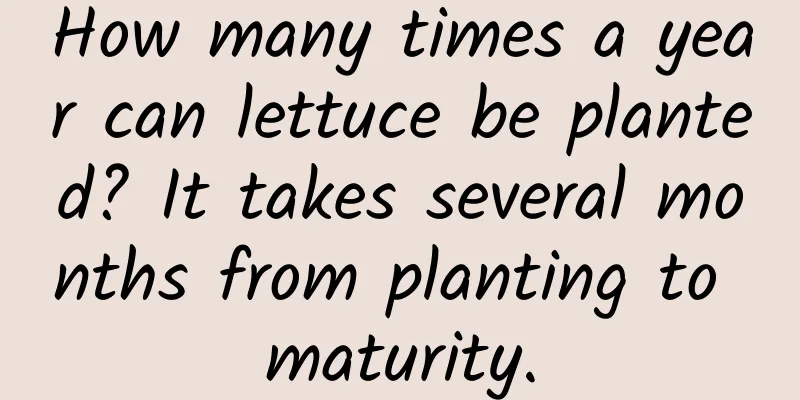 How many times a year can lettuce be planted? It takes several months from planting to maturity.