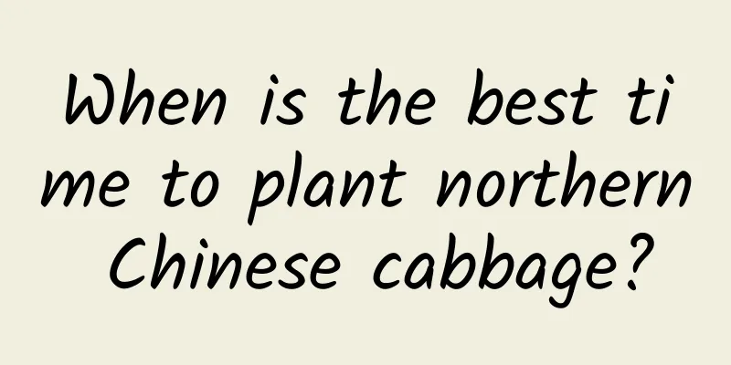 When is the best time to plant northern Chinese cabbage?