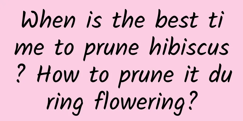 When is the best time to prune hibiscus? How to prune it during flowering?