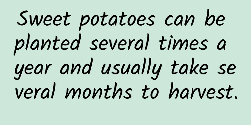 Sweet potatoes can be planted several times a year and usually take several months to harvest.