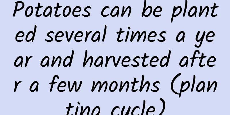 Potatoes can be planted several times a year and harvested after a few months (planting cycle)