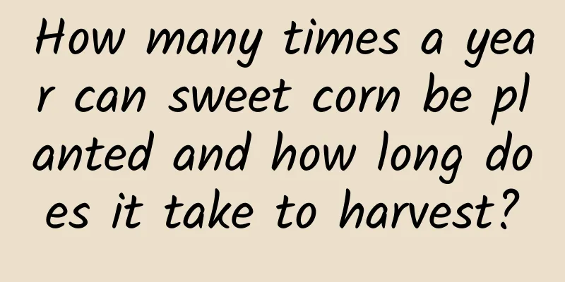 How many times a year can sweet corn be planted and how long does it take to harvest?
