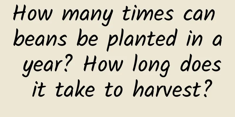 How many times can beans be planted in a year? How long does it take to harvest?
