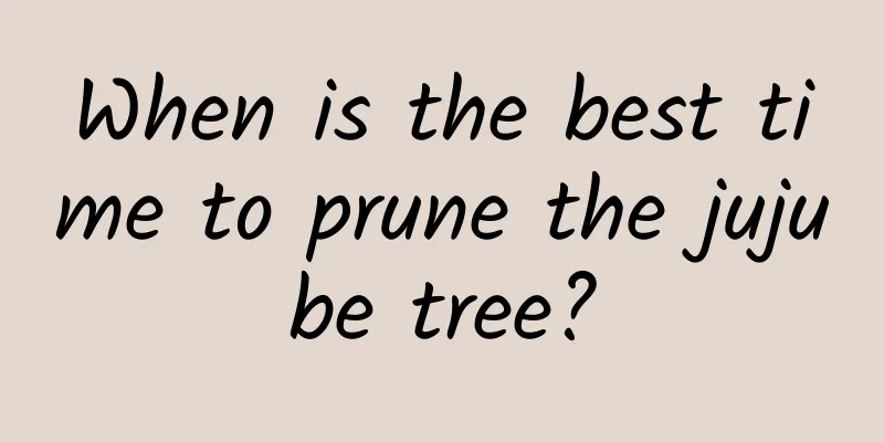 When is the best time to prune the jujube tree?