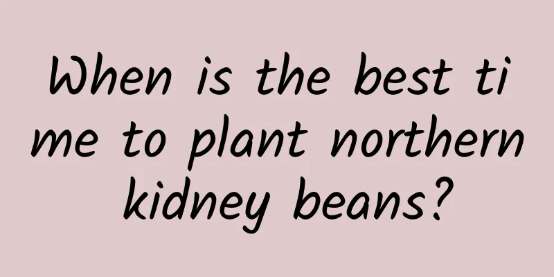 When is the best time to plant northern kidney beans?