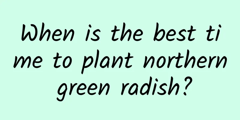 When is the best time to plant northern green radish?