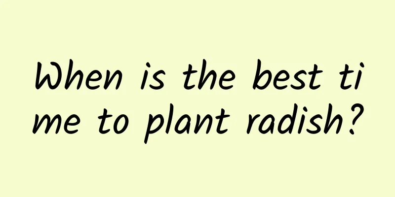 When is the best time to plant radish?