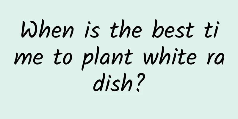 When is the best time to plant white radish?