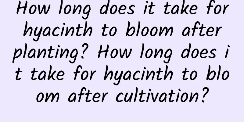 How long does it take for hyacinth to bloom after planting? How long does it take for hyacinth to bloom after cultivation?