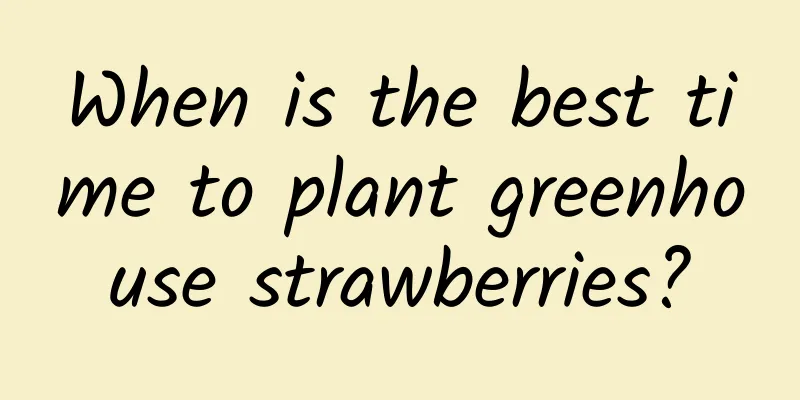 When is the best time to plant greenhouse strawberries?