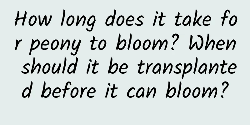 How long does it take for peony to bloom? When should it be transplanted before it can bloom?
