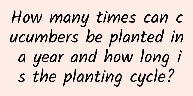 How many times can cucumbers be planted in a year and how long is the planting cycle?