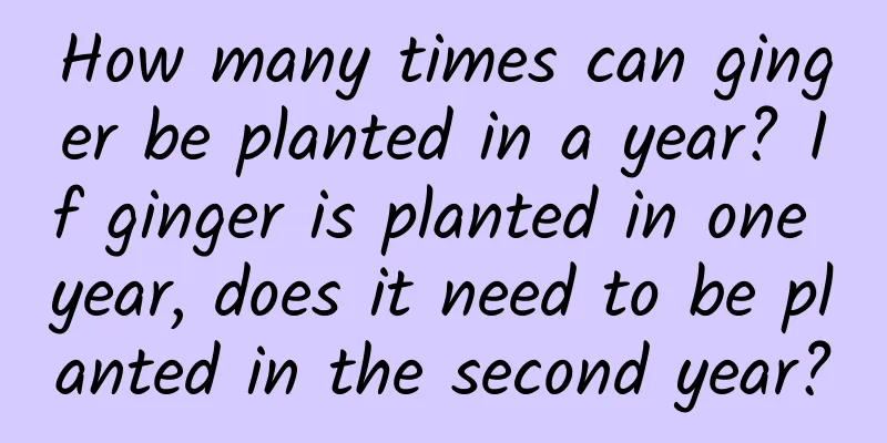 How many times can ginger be planted in a year? If ginger is planted in one year, does it need to be planted in the second year?