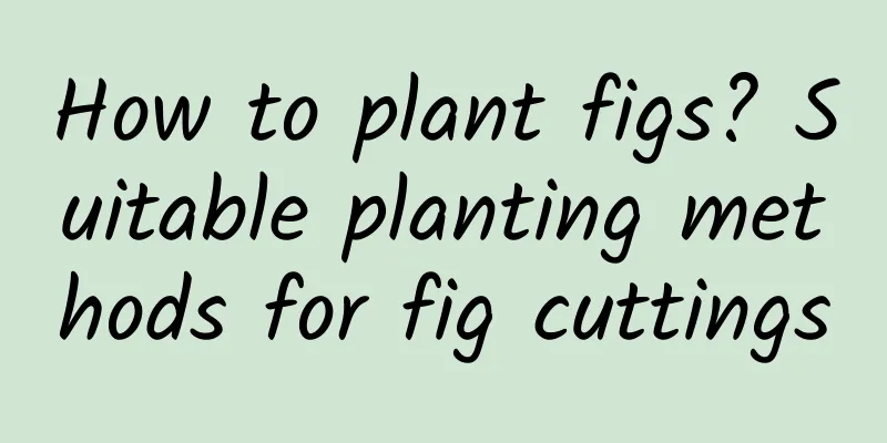 How to plant figs? Suitable planting methods for fig cuttings