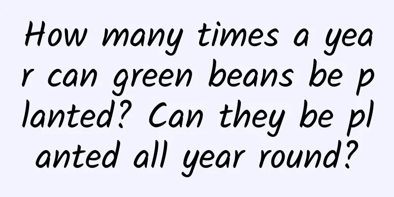 How many times a year can green beans be planted? Can they be planted all year round?