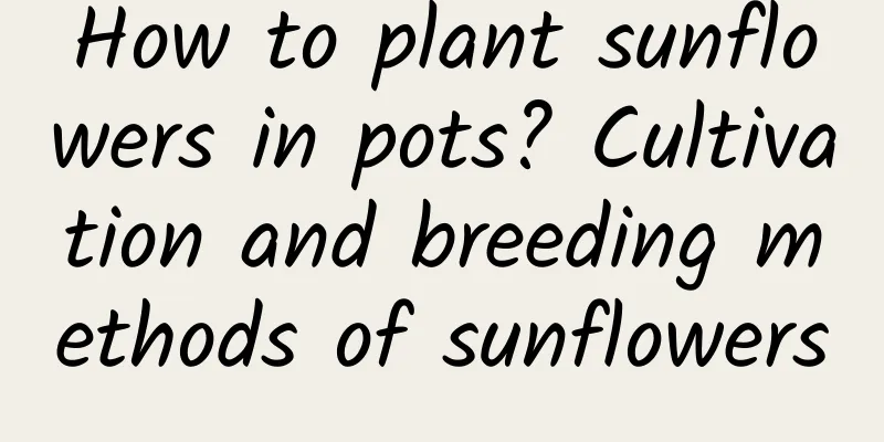 How to plant sunflowers in pots? Cultivation and breeding methods of sunflowers