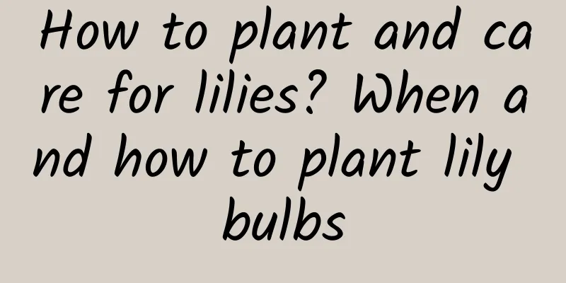 How to plant and care for lilies? When and how to plant lily bulbs