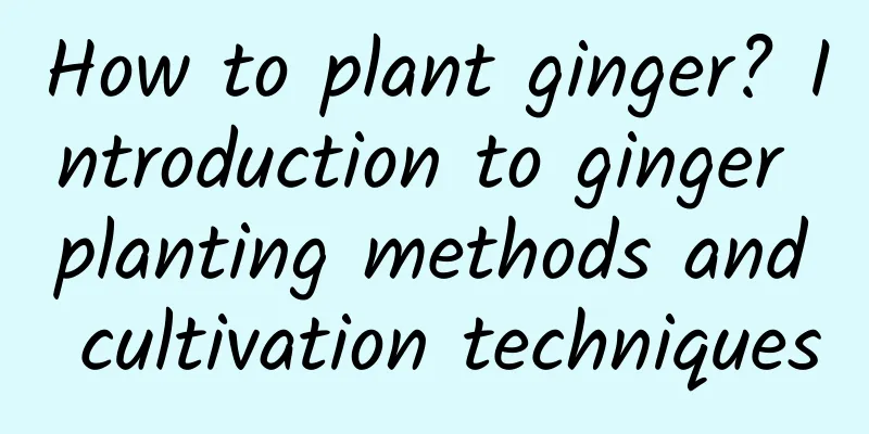 How to plant ginger? Introduction to ginger planting methods and cultivation techniques
