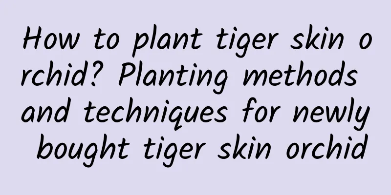 How to plant tiger skin orchid? Planting methods and techniques for newly bought tiger skin orchid
