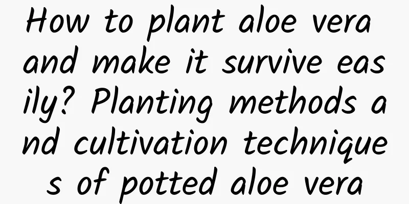 How to plant aloe vera and make it survive easily? Planting methods and cultivation techniques of potted aloe vera