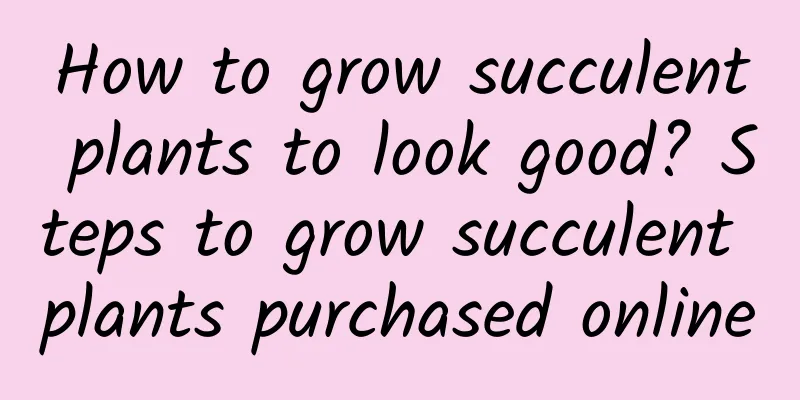 How to grow succulent plants to look good? Steps to grow succulent plants purchased online