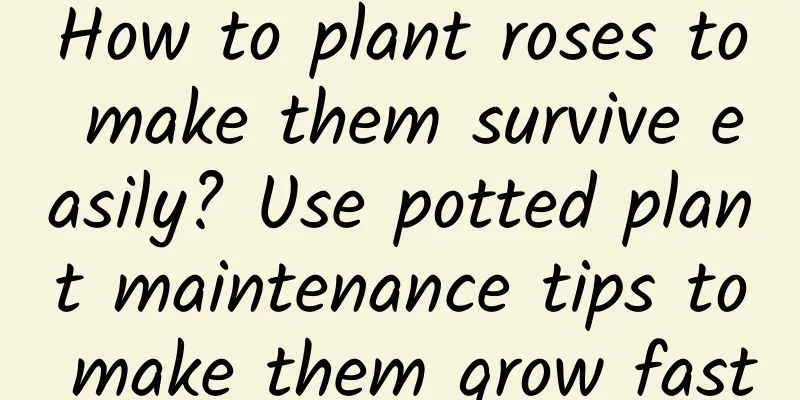 How to plant roses to make them survive easily? Use potted plant maintenance tips to make them grow fast