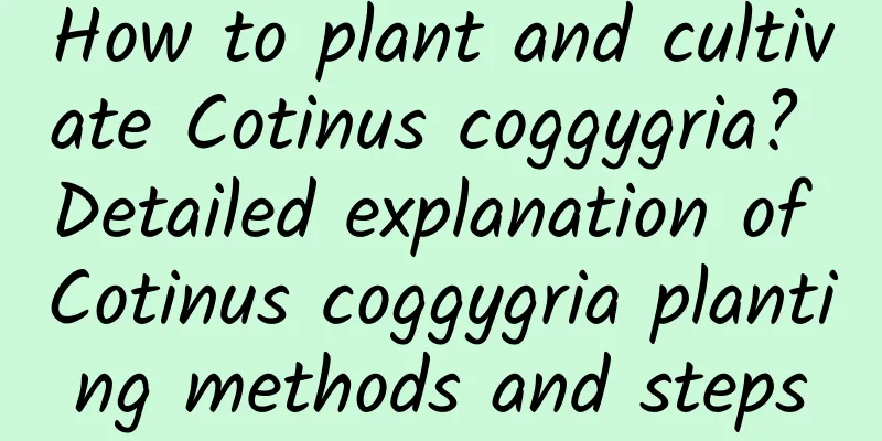 How to plant and cultivate Cotinus coggygria? Detailed explanation of Cotinus coggygria planting methods and steps