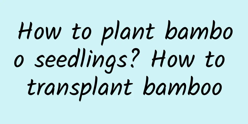 How to plant bamboo seedlings? How to transplant bamboo